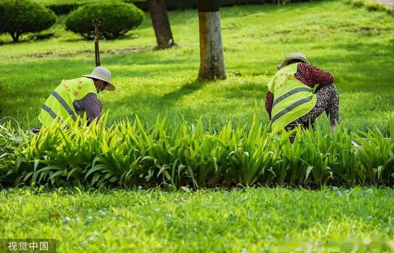 蔷薇四和绿化工程景区