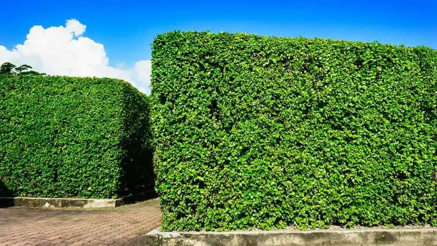 安国城市绿化常用的植物和花