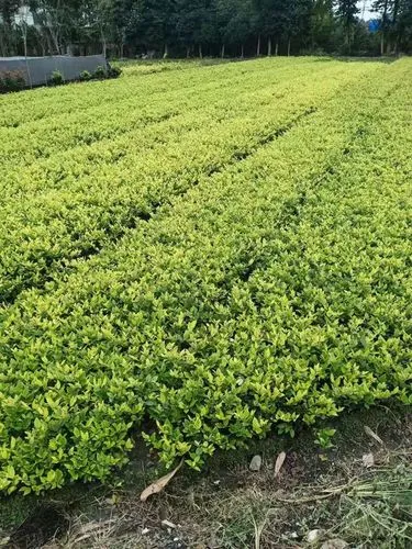 璧山白鹭湾绿化工程