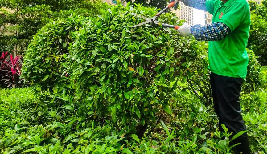 风景园林管理的发展瓶颈：如何实现城市与自然的和谐共生